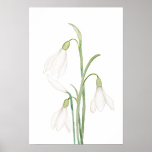 Affiche aquarelle de fleurs de neige angélique