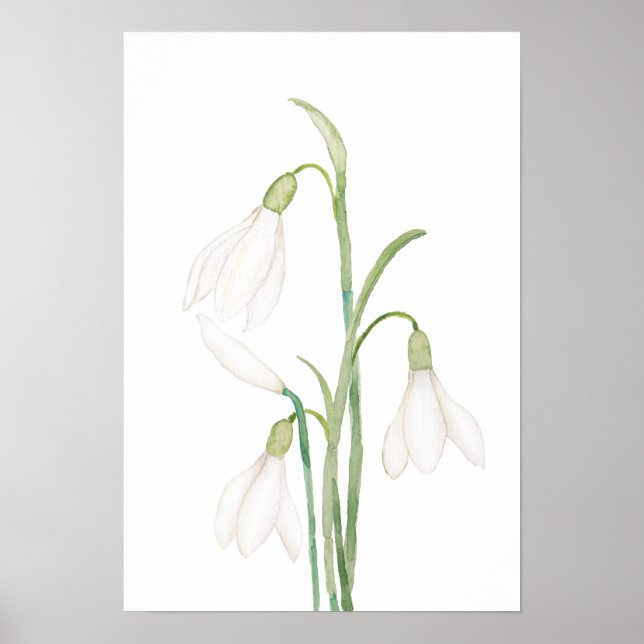Affiche aquarelle de fleurs de neige angélique (Devant)