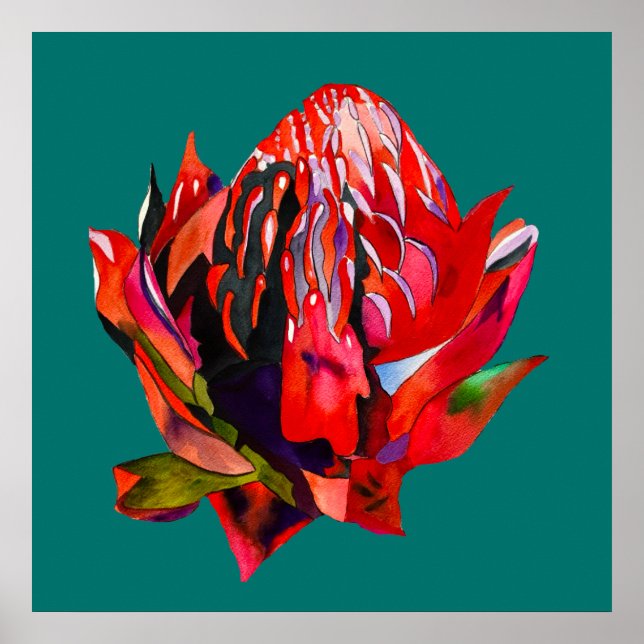 Affiche Aquarelle de fleurs indigènes de Waratah (Devant)
