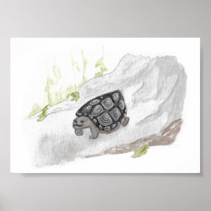 Affiche Aquarelle Faune Nature Tortue des forêts