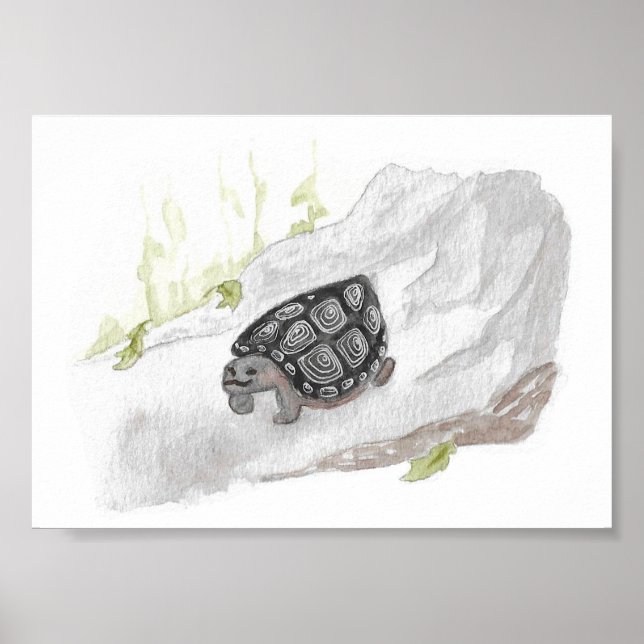 Affiche Aquarelle Faune Nature Tortue des forêts (Devant)