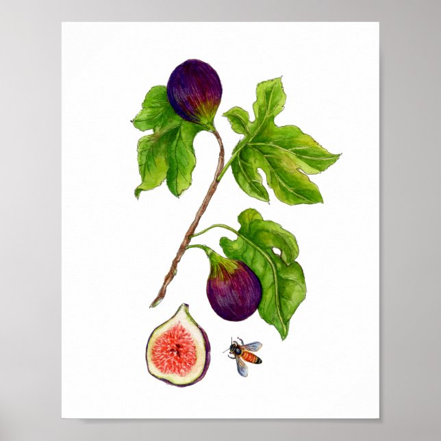 Affiche Aquarelle Fig botanique style vintage (Devant)