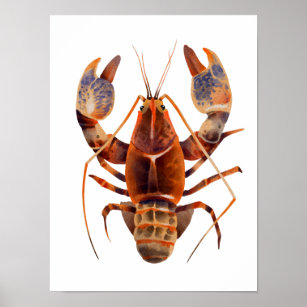 Affiche Aquarelle Homard Crustaceancore