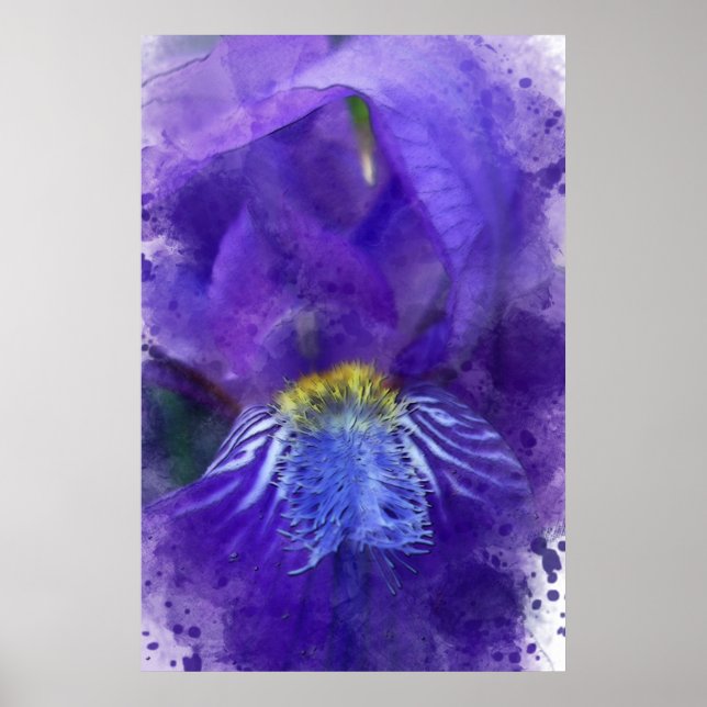 Affiche Aquarelle Iris Flower Purple (Devant)
