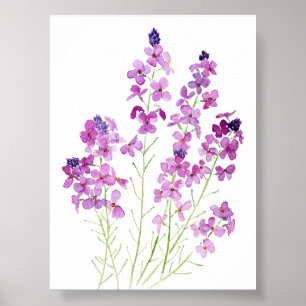 Affiche aquarelle magenta wallflowers