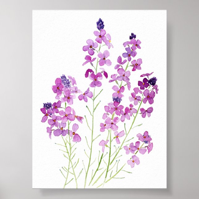 Affiche aquarelle magenta wallflowers (Devant)