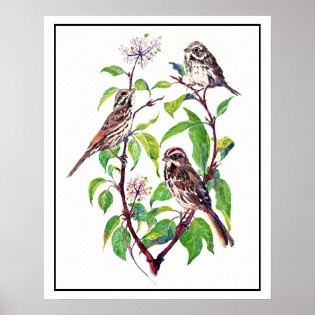 Affiche Aquarelle Oiseaux de Bruant sur Dogwood Art (Devant)