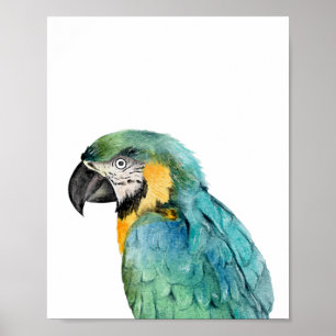 Affiche Aquarelle Parrot Oiseau Bleu Or Macaw