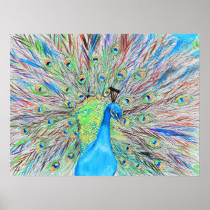 Affiche Aquarelle Peacock peinture