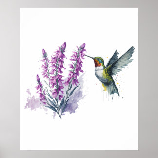 Affiche Aquarelle Penstemon Flower and Hummingbird