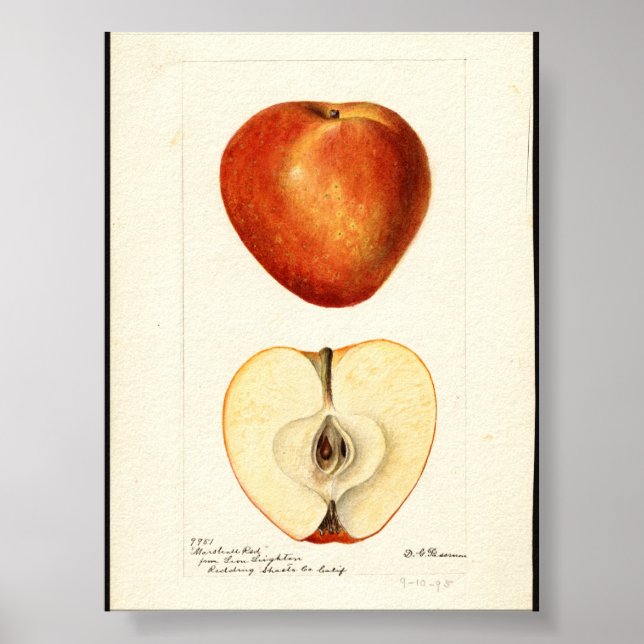 Affiche Aquarelle pomologique Marshall Red  (Devant)