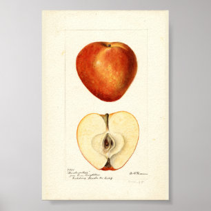 Affiche Aquarelle pomologique page de scrapbook Marshall R