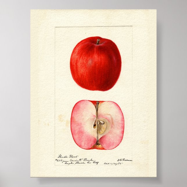 Affiche Aquarelle pomologique variété Shasta (Devant)
