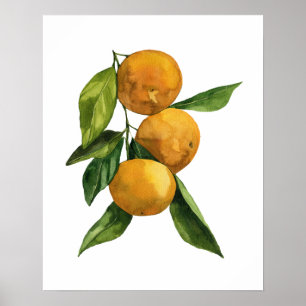 Affiche Aquarelle Tangerines organiques
