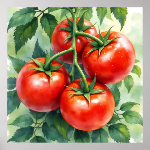 Affiche Aquarelle Tomate Mûre sur sa Vigne Fraîche