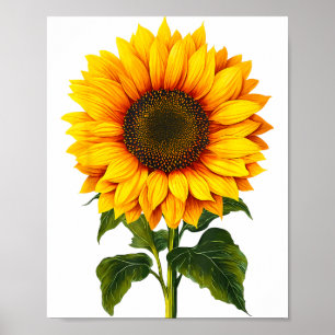 Affiche Aquarelle tournesol jaune jardin botanique été