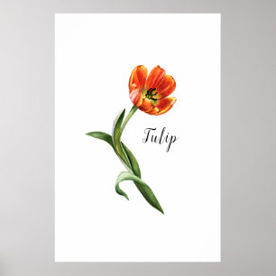 Affiche Aquarelle Tulip Floral