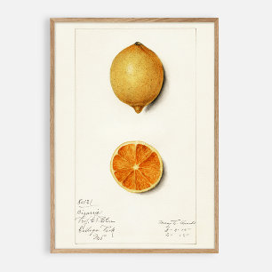 Affiche Aquarelle vintage Citrus