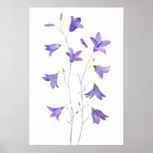 Affiche aquarelle violette fleur sauvage
