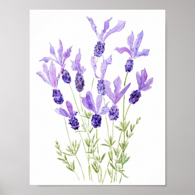 Affiche aquarelle violette française lavande (Devant)