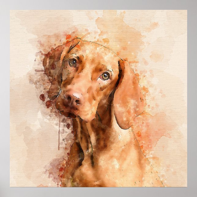Affiche Aquarelle Vizsla (Devant)