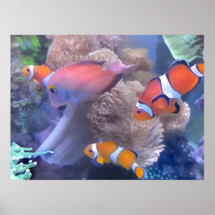 Affiche Aquarium de poissons de clown