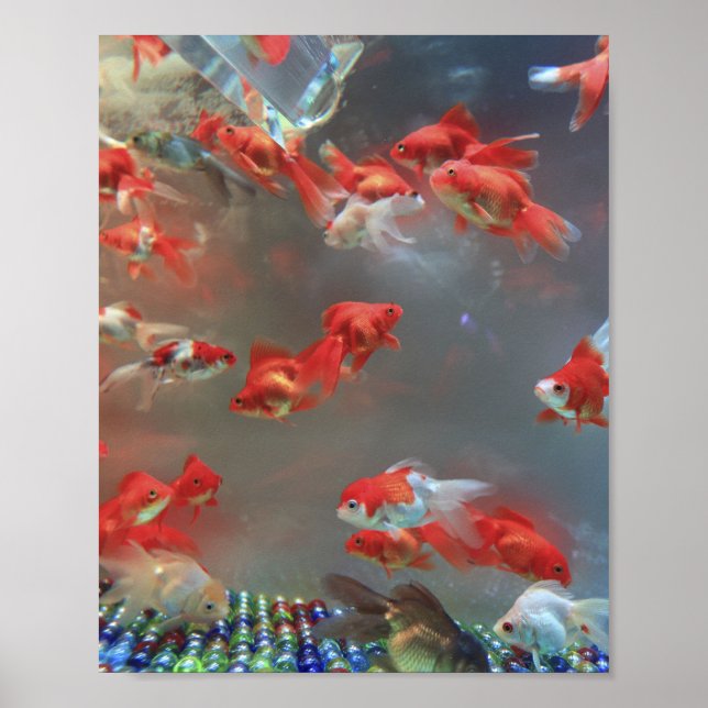 Affiche Aquarium Marble Fish (Devant)