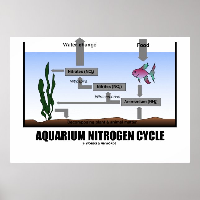 Affiche Aquarium Nitrogen Cycle (écologie) (Devant)