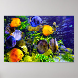 Affiche Aquatic Tropical Sea Fish