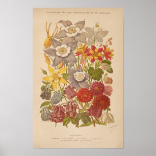 Affiche Aquilegia   George Nicholson