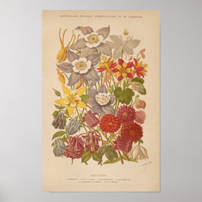 Affiche Aquilegia | George Nicholson (Devant)