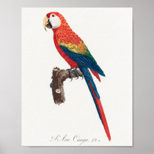 Affiche Ara Canga Parrot