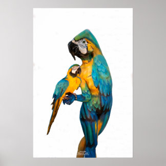 Affiche Ara jaune par Johannes Stötter