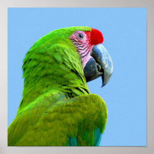 Affiche Ara Militaris Green Parrot