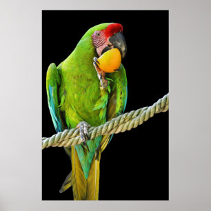 Affiche Ara Militaris Perroquet Vert