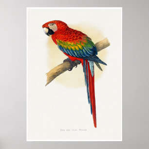 Affiche Ara rouge et bleu