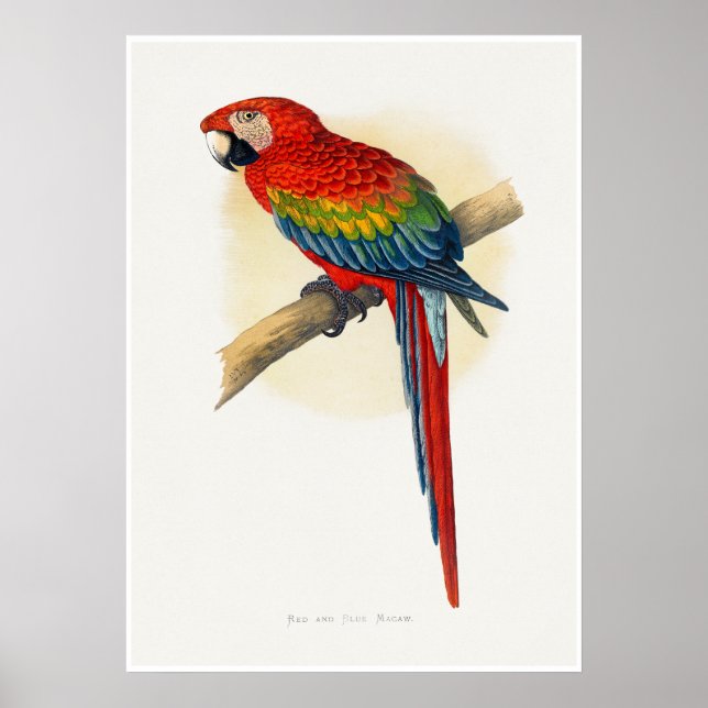 Affiche Ara rouge et bleu (Devant)