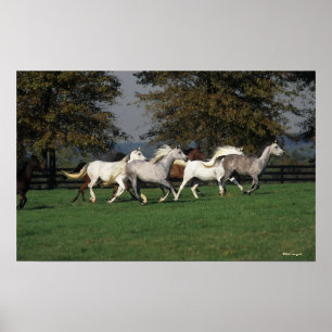 Affiche Arabes en cours d'exécution sur le terrain