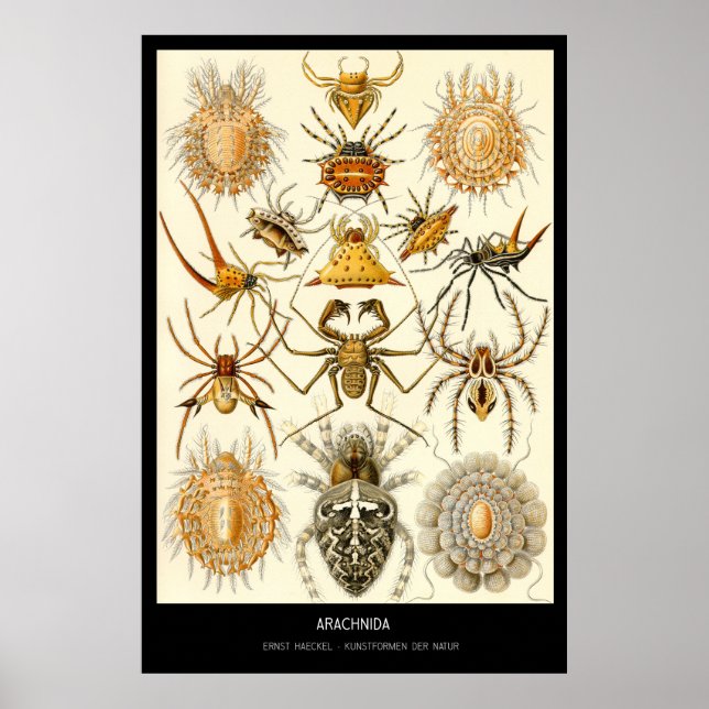 Affiche Arachnida - Plaque 58 - Kunstformen der Natur (Devant)