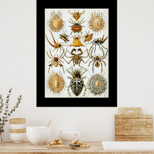 Affiche Arachnides par Haeckel illustration vintage d'arai