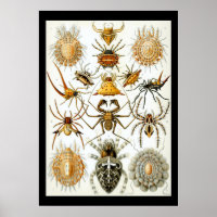 Arachnides par l'affiche d'Ernest Haeckel