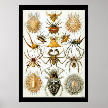 Arachnides par l'affiche d'Ernest Haeckel