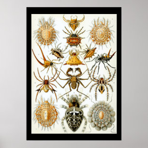 Affiche Arachnides par l'affiche d'Ernest Haeckel