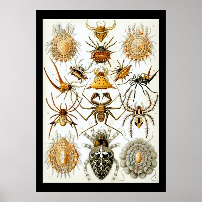 Affiche Arachnides par l'affiche d'Ernest Haeckel (Devant)