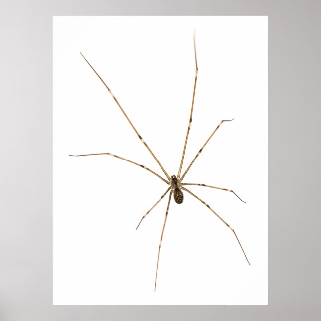 Affiche Araignée (Devant)