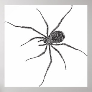 Affiche Araignée à longues pattes