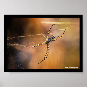 Affiche Araignée à toile orbiculaire rubanée