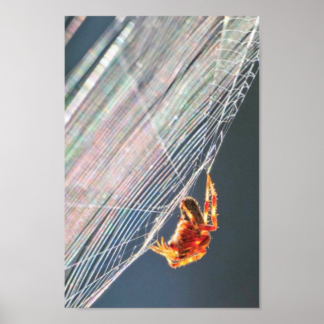 Affiche Araignée à toile sur toile  (Devant)