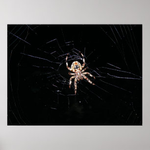 AFFICHE ARAIGNÉE DANS LE NOIR