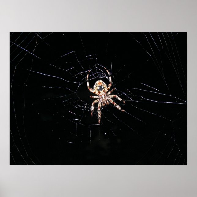 AFFICHE ARAIGNÉE DANS LE NOIR (Devant)